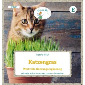 Grüne Fee Katzengras Saatgut: Tabby Katze blickt über frisches grünes Gras im Topf. Wertvolle Nahrungsergänzung.