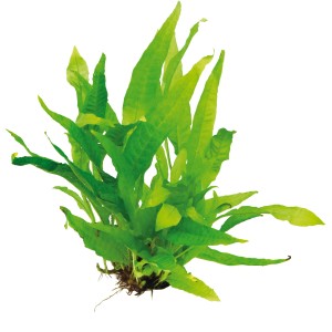 Dennerle Aquariumpflanze Microsorum Pteropus, Javafarn mit grünen Blättern.