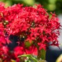 Roter Fünfzahlstrauch 'BeeBright Red' von GROW by OBI, eine dekorative Sommerpflanze mit leuchtenden Blüten.