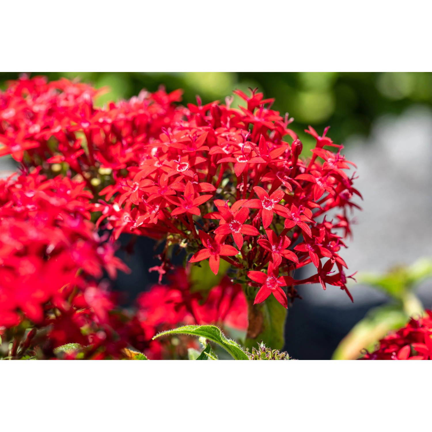 Roter Fünfzahlstrauch 'BeeBright Red' von GROW by OBI, eine dekorative Sommerpflanze mit leuchtenden Blüten.