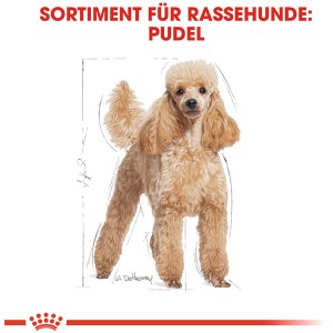 Illustration eines stehenden, hellbraunen Pudels. Royal Canin Hunde-Nassfutter.