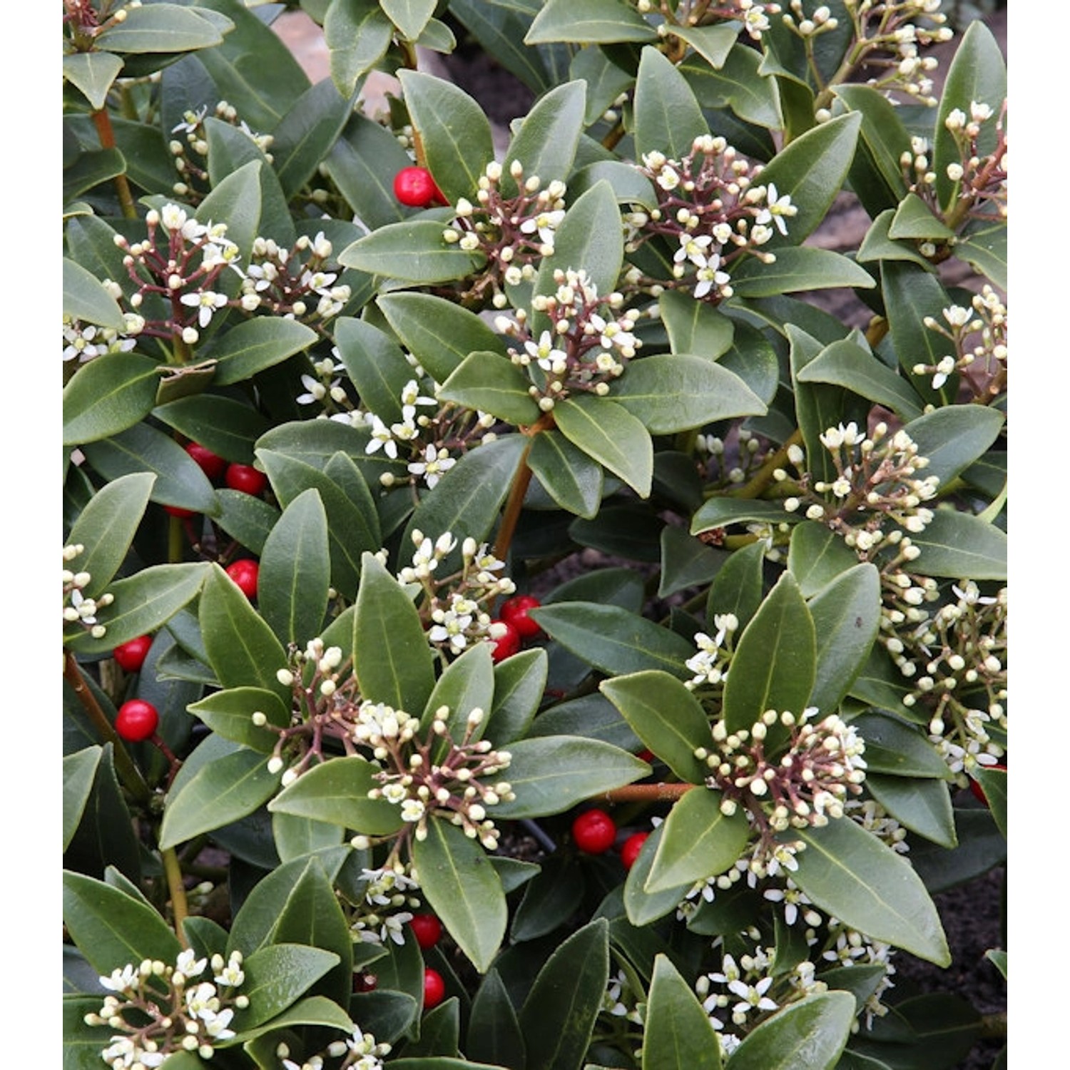 Japanische Skimmie Veitchii 30-40cm - Skimmia japonica günstig online kaufen