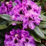 Nahaufnahme des Rhododendron Hybr. Blaue Jungs mit blauen Blüten und grünen Blättern.