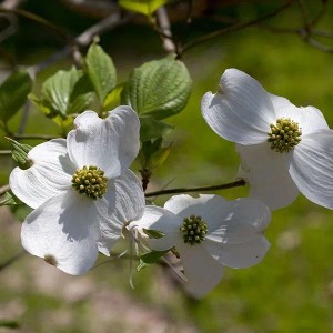 Blumen-Hartriegel Cornus florida 50 bis 60 cm im Container Frühlingsblüher