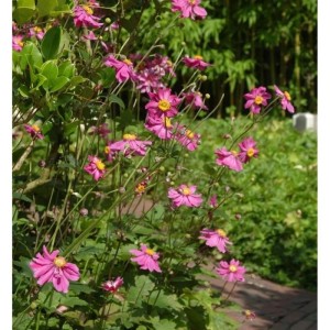 Foto der Herbstanemone 'Prinz Heinrich' mit pinkfarbenen Blüten und gelber Mitte im Garten.