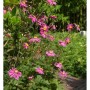 Foto der Herbstanemone 'Prinz Heinrich' mit pinkfarbenen Blüten und gelber Mitte im Garten.