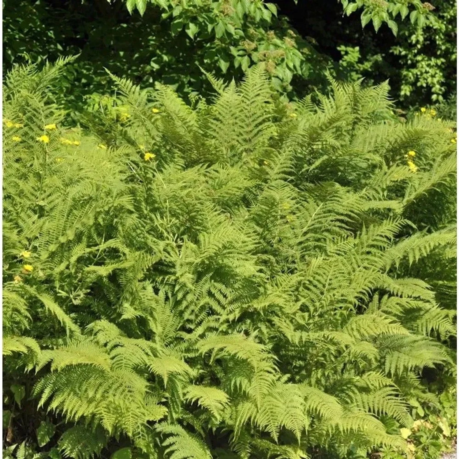 Adlerfarn - Pteridium aquilinum
