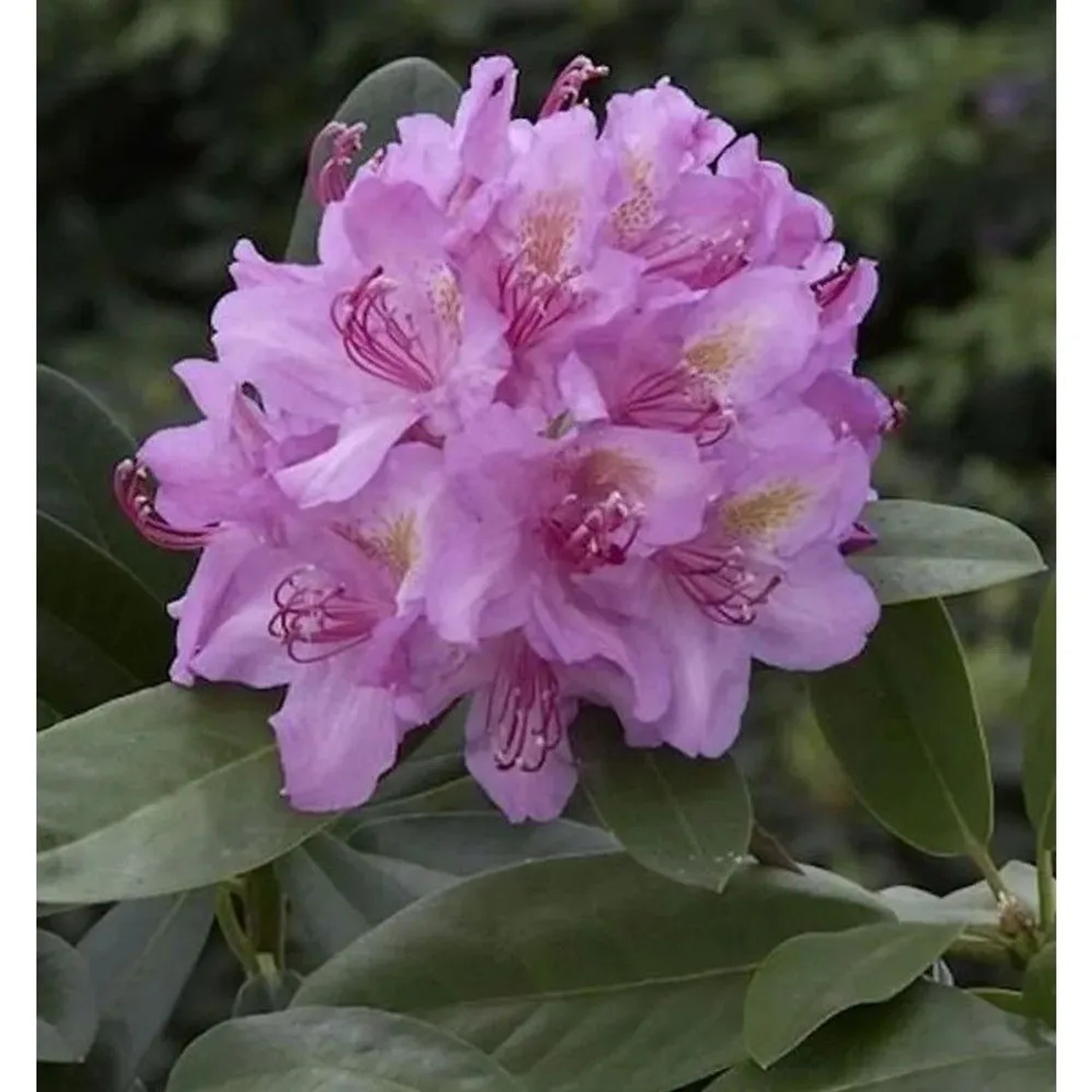 Großblumige Rhododendron Pink Purple Dream 40-50cm - Alpenrose
