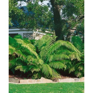 Dicksonia Antarctica Baumfarn (90 cm Stammhöhe) im Garten, üppige grüne Wedel.