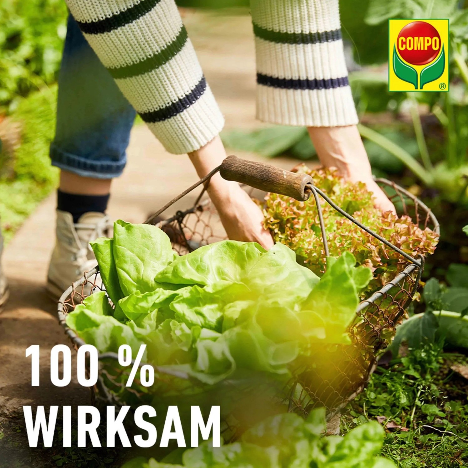 Gefüllter Erntekob mit Salat, im Hintergrund Person mit Compo Logo.