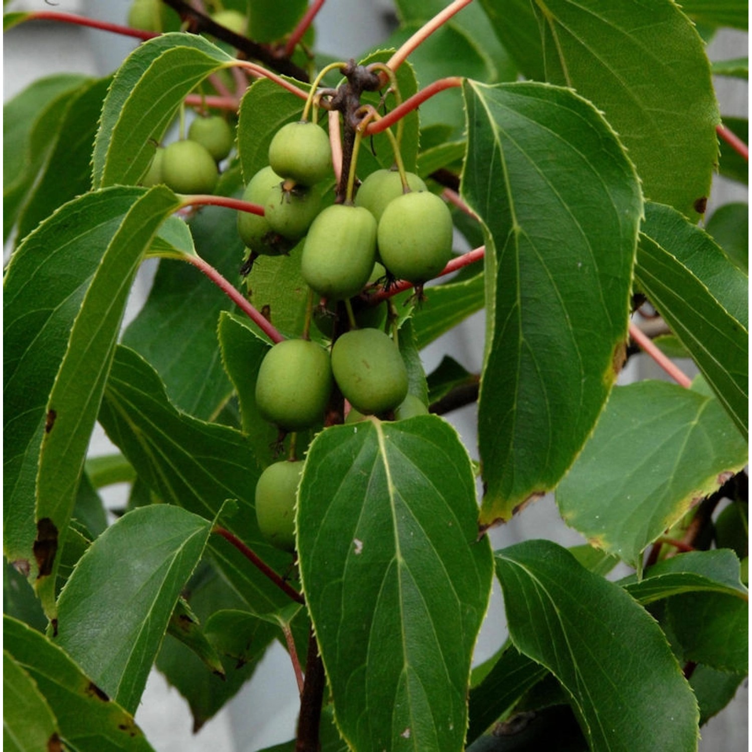 Traubenkiwi Red Jumbo 40-60cm - Actinidia arguta günstig online kaufen