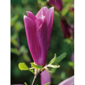 Nahaufnahme einer purpurfarbenen Magnolienblüte der Sorte "Susan" von GROW by OBI.