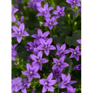 Nahaufnahme der violetten Glockenblume Ambella im Topf, eine farbintensive Frühjahrsbepflanzung.