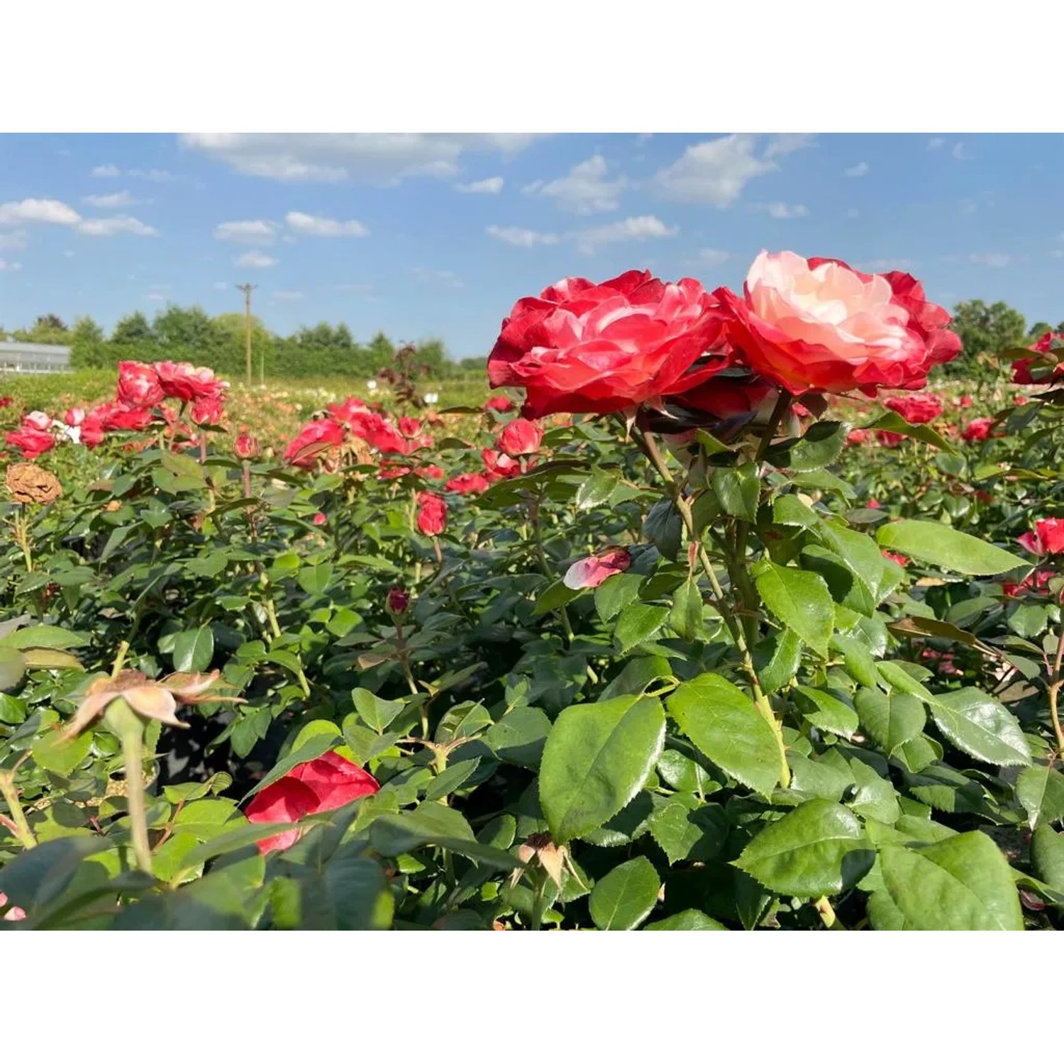 Baumfink Edelrose Nostalgie im Topf mit cremeweißen und kirschroten Blüten.