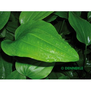 Dennerle Aquariumpflanze Echinodorus Argentinensis mit großen, grünen Blättern.