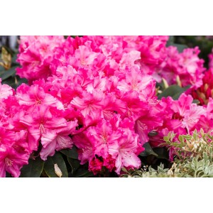 Nahaufnahme des leuchtend roten Rhododendron Hybr. Caruso Strauchs mit üppigen Blüten.