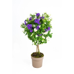 Enzianstrauch Stamm Twin, ca. 100cm hoch, mit violetten und weißen Blüten im Topf.