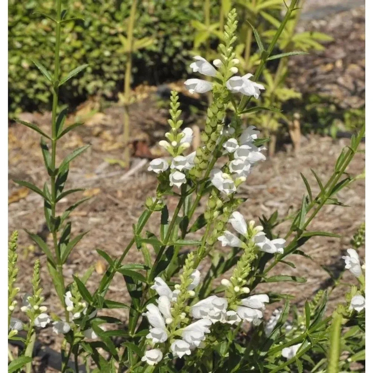 Gelenkblume Schneekrone - Physostegia virginiana