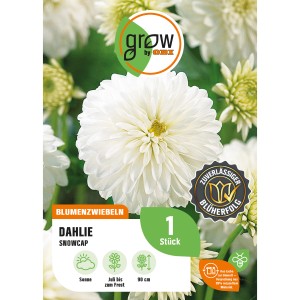 GROW by OBI Dahlie Snow Cap, weiße Blüte, ca. 90cm hoch. Blumenzwiebel für Garten und Beet.
