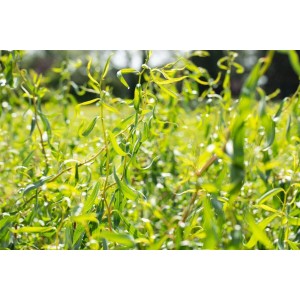 Korkenzieherweide (Salix matsudana Tortuosa) mit gedrehten Zweigen und grünen Blättern.