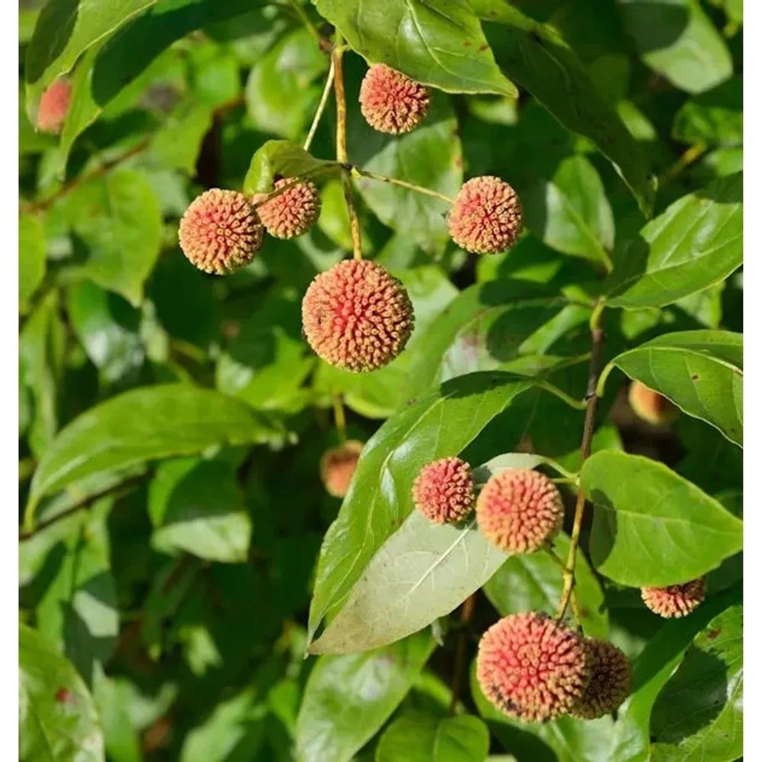 Kopfblume Knopfbusch Sugar Shack 60-80cm - Cephalanthus occidentalis