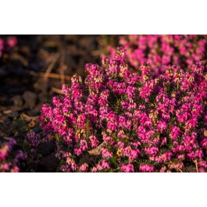 Nahaufnahme der rubinroten Blüten der Erica Carnea Myretoun Ruby Schneeheide.