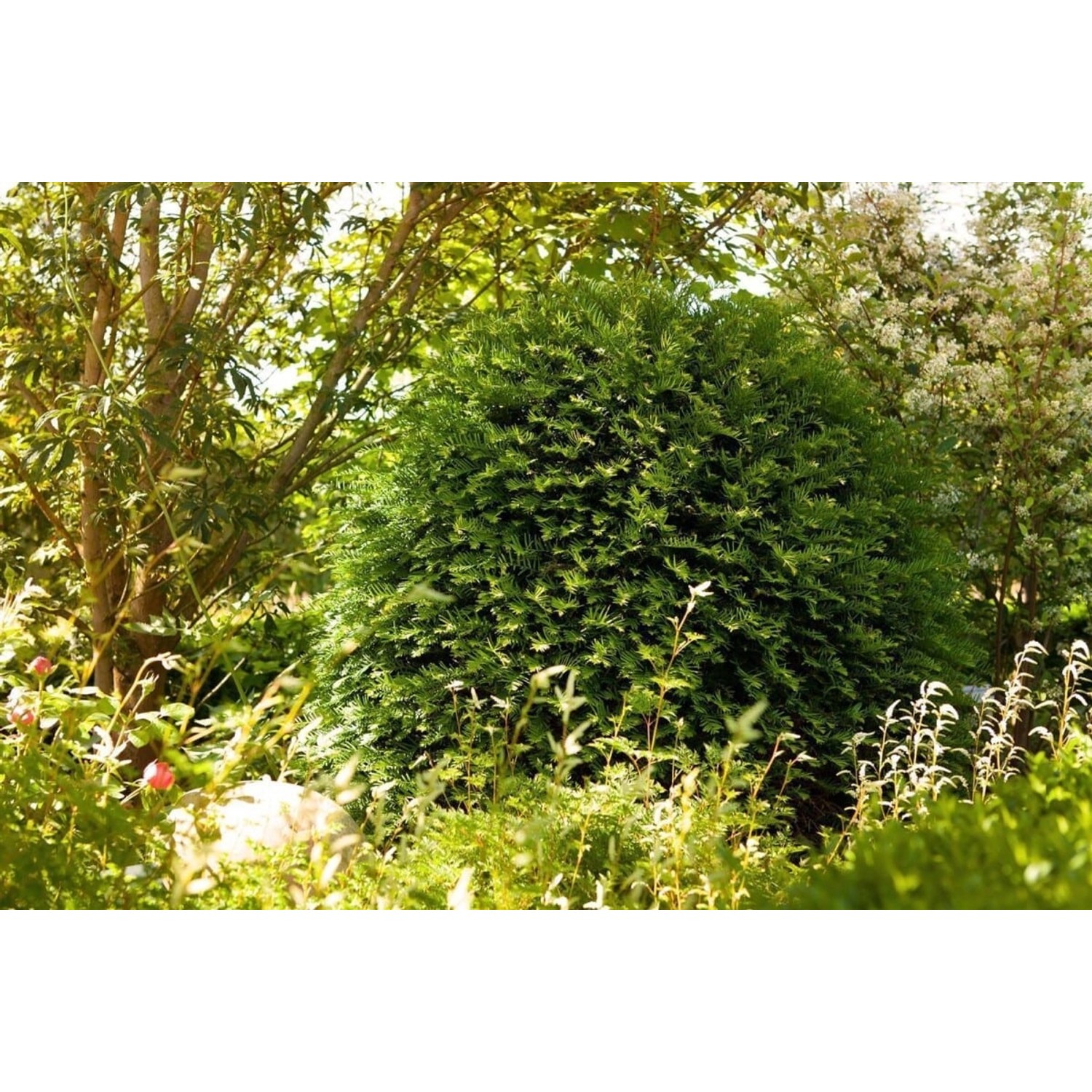 Taxus baccata 'Hessei' 80-100 cm günstig online kaufen