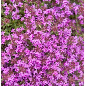 Nahaufnahme von blühendem Polsterthymian 'Purple Beauty'. Lila Blüten bedecken das grüne Laub.