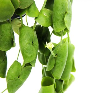 Hängende Exotenherz Zimmerpflanze Dischidia Platyphylla mit grünen Blättern und einer kleinen weißen Blüte im Ampeltopf.