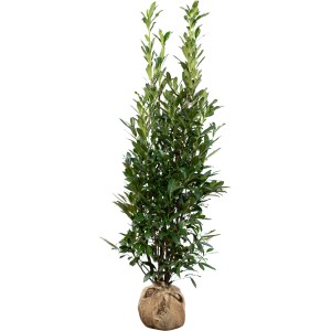 Kirschlorbeer Caucasica, ca. 200-225 cm hoch, im Jutesack. Ideal als Heckenpflanze.