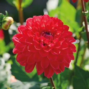 Nahaufnahme einer roten Dahlie Justyna von GROW by OBI, ca. 90 cm hoch.