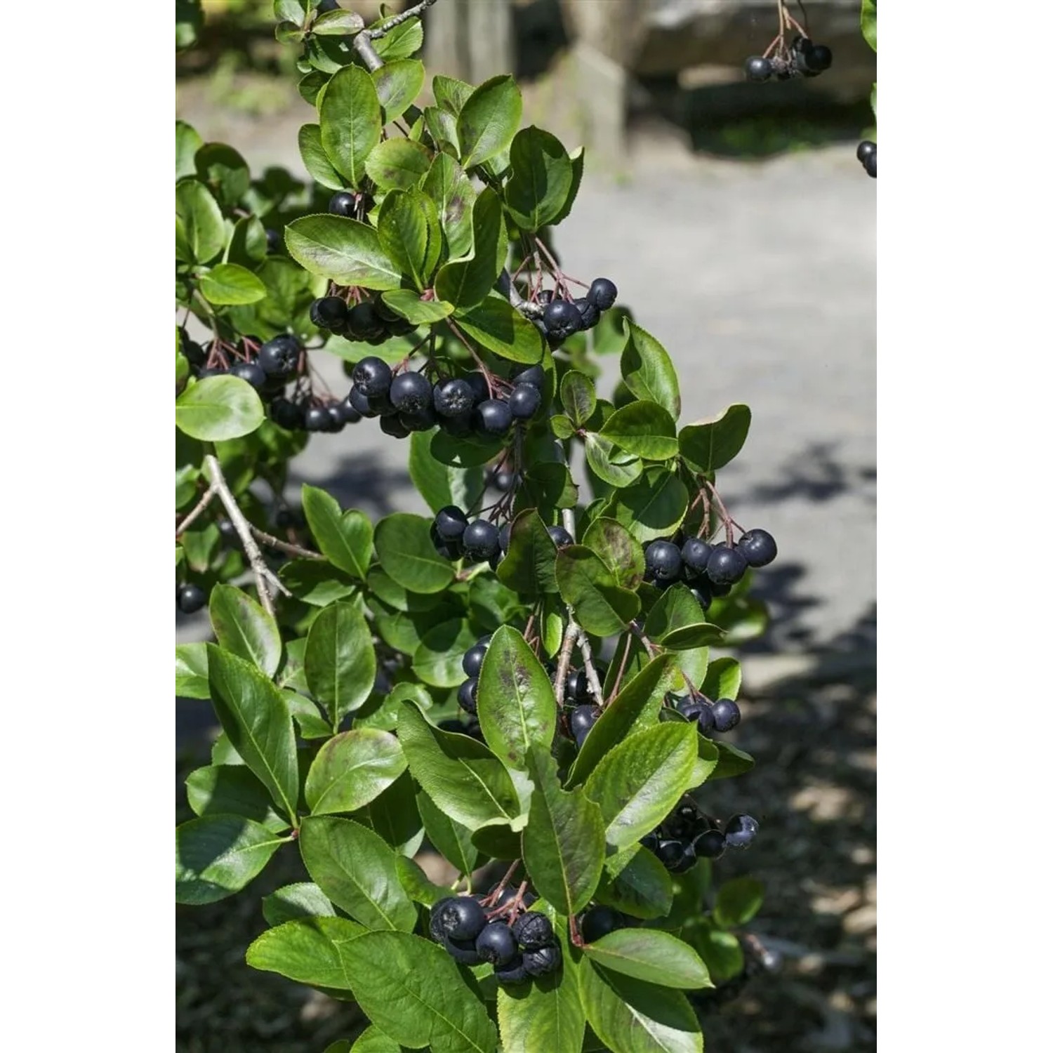 Aronia Melanocarpa Viking, Schwarze Apfelbeere mit grünen Blättern und schwarzen Beeren.