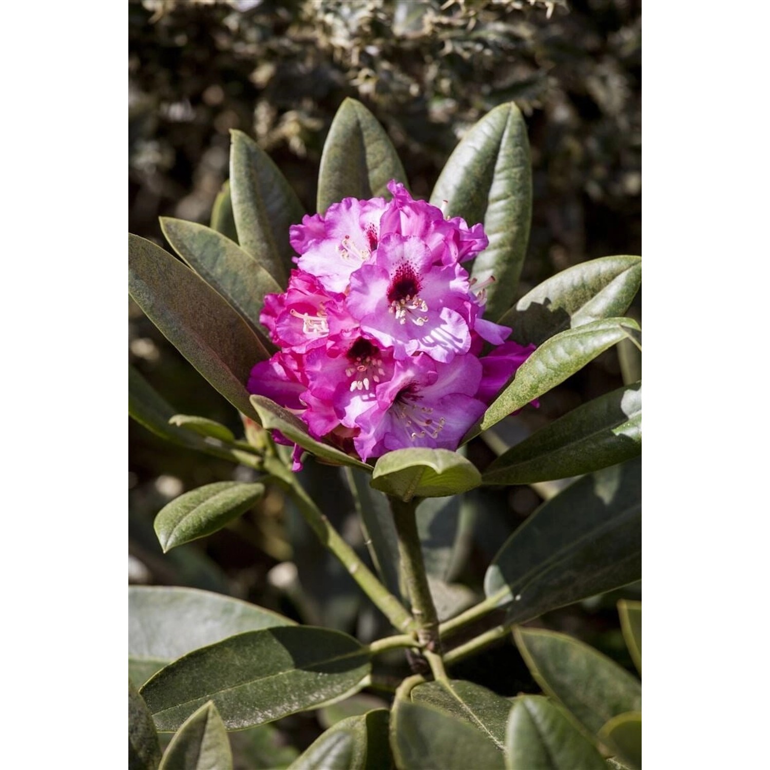 Rhododendron Calophytum Dominik Rosa Blüten 30–40 cm günstig online kaufen