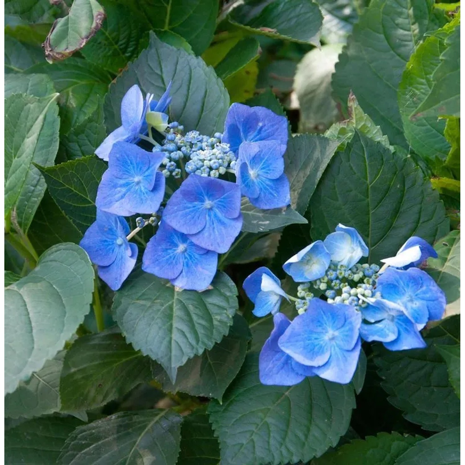 Bauernhortensie Blaumeise 40-60cm - Hydrangea macrophylla