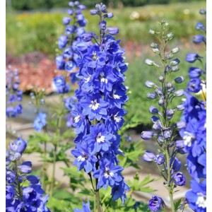 Blauer Rittersporn (Delphinium) mit Blütenstand im Garten.