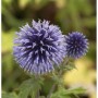 Graublaue Kugeldistel (Echinops ritro), eine dekorative Staude mit kugeligen Blüten.