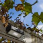 Lutec LED-Solarleuchte Arrow mit Bewegungsmelder an Pergola, Außenbeleuchtung.
