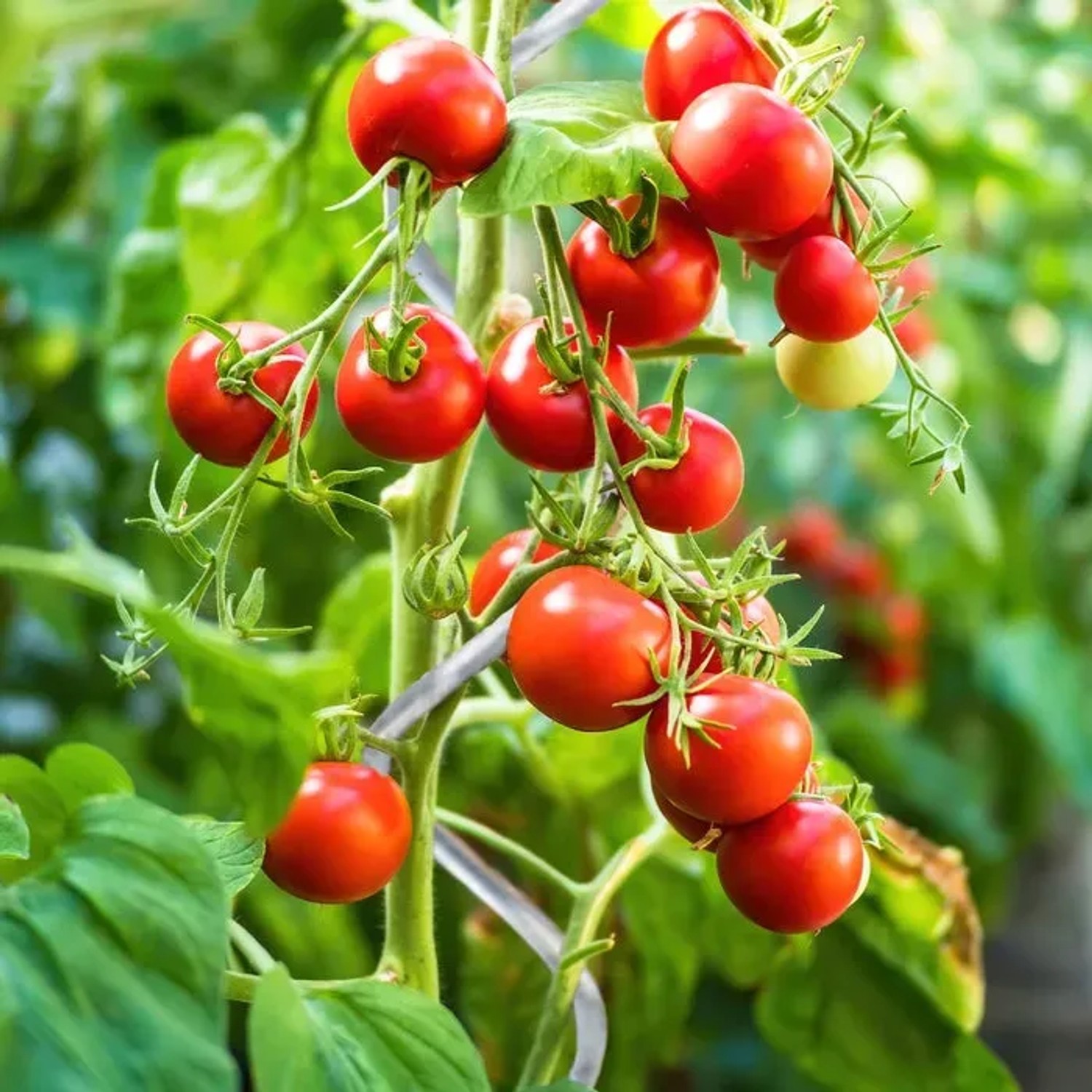 Tomatenpflanze mit reifen, roten Tomaten an einem KARAT Tomatenspiralstab, Rankhilfe.