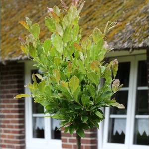 Kleine Sternmagnolie als Hochstamm, ca. 80-100cm hoch, mit grünen Blättern vor einem Haus.