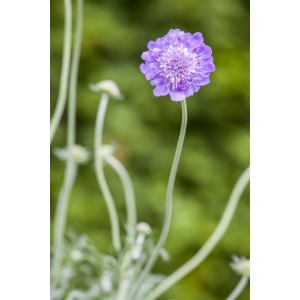 Nahaufnahme einer lila Kaukasus-Skabiose (Scabiosa Caucasica Perfecta) im Topf.