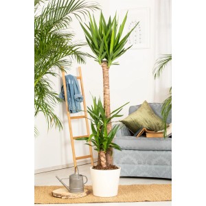Palmlilie (Yucca) mit 3 Stämmen im Topf, ca. 170-180cm hoch, als Zimmerpflanze im Wohnraum.