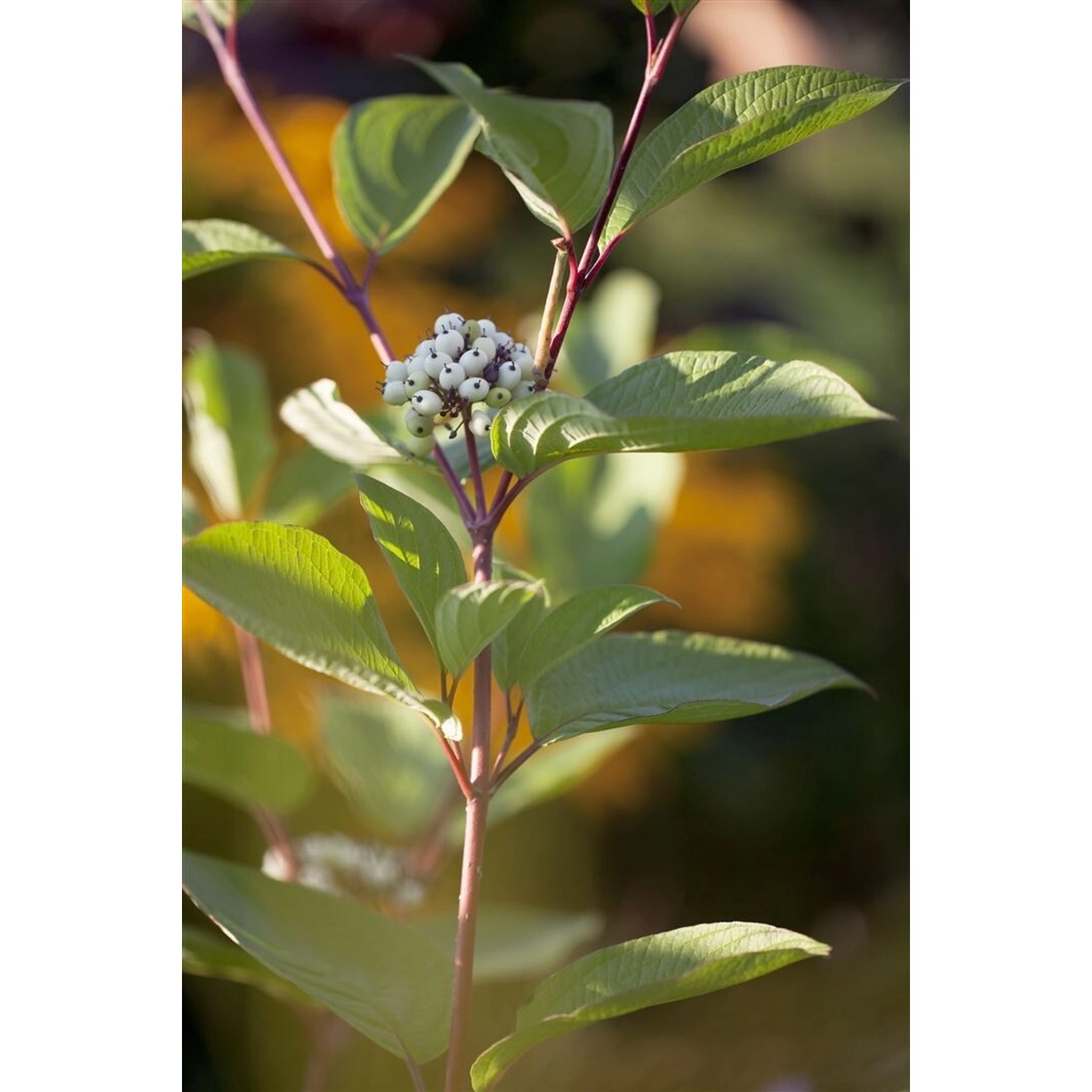 Cornus Alba Hartriegel Rotstielig 125–150 cm günstig online kaufen