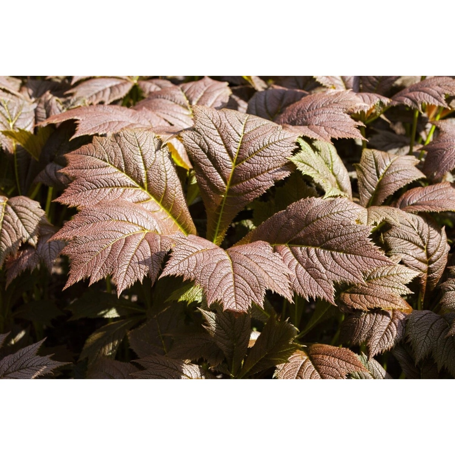 Rodgersia Podophylla Rotlaub Fingerblatt Ca. 11x11 cm Topf günstig online kaufen