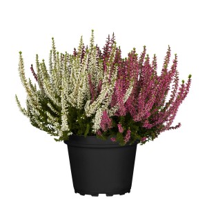 Besenheide Garden Girls Trio im Topf, Heidepflanze mit weißen, rosa und pinken Blüten.