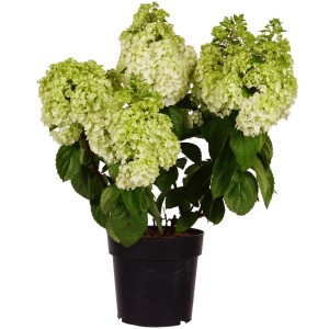 Rispenhortensie 'Magical Mont Blanc' im Topf, ca. 50-60 cm hoch, mit weißen Blüten.