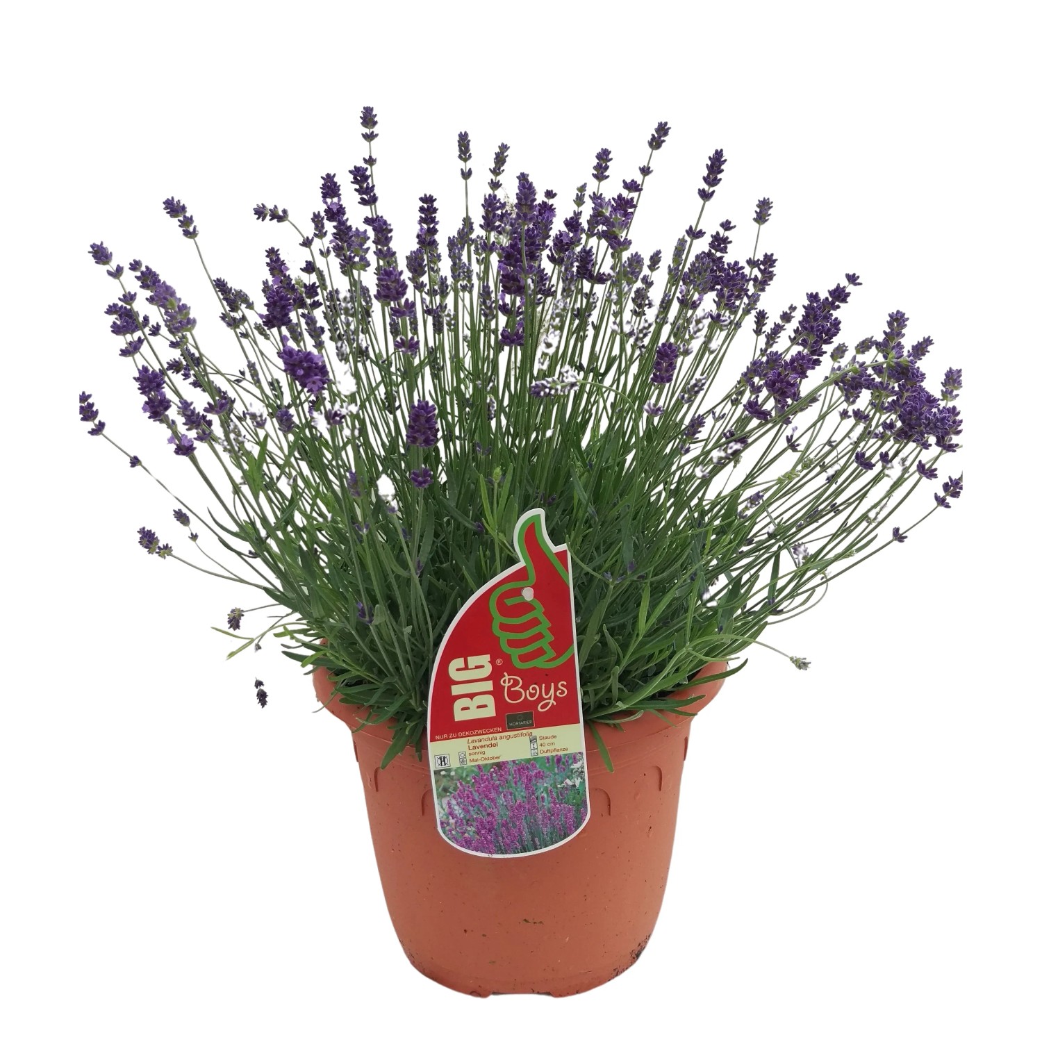 Echter Lavendel Violett Topf-Ø ca. 26 cm Lavandula angustifolia