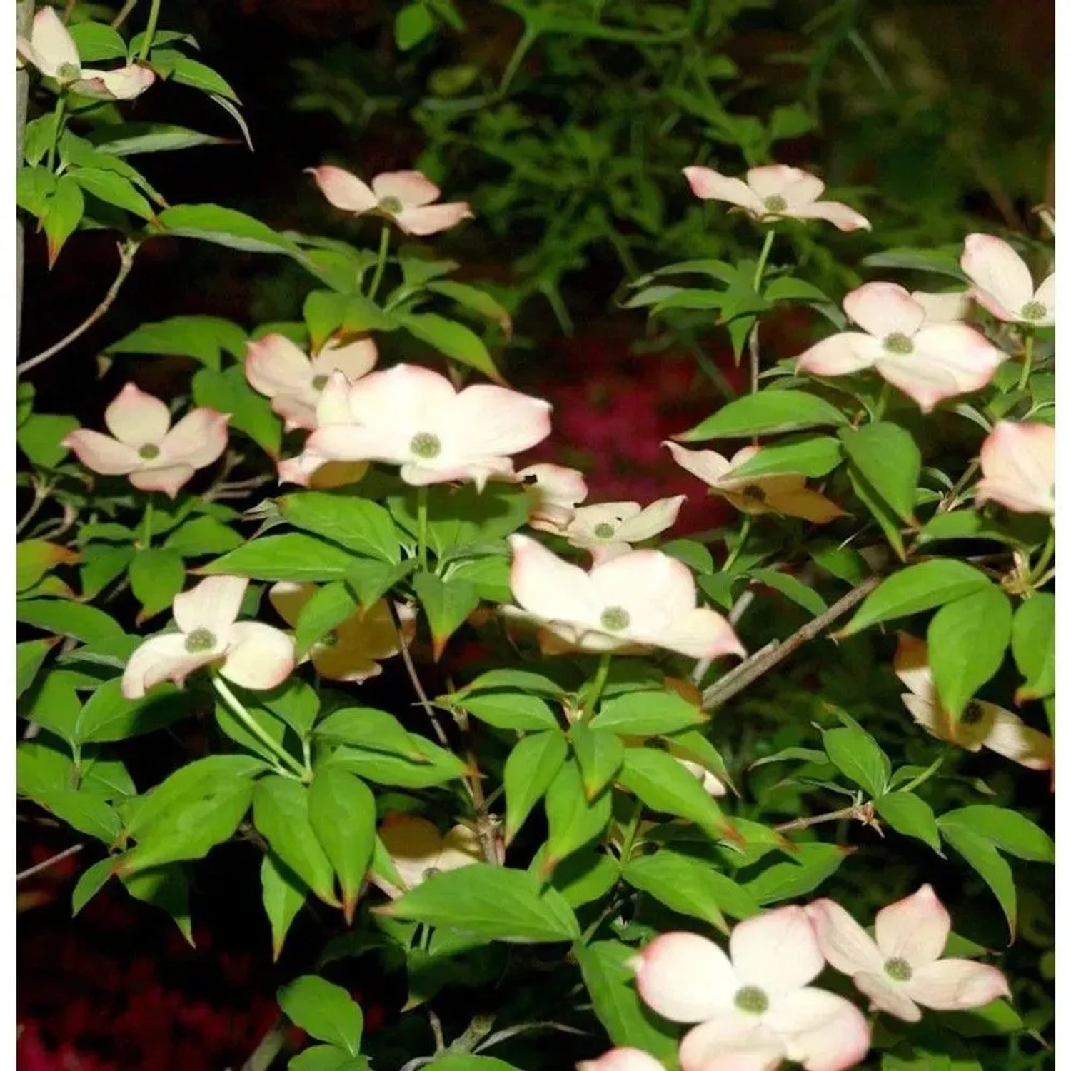 Hartriegel Blooming Pink Tetra 80-100cm - Cornus kousa