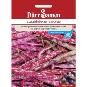 Dürr Samen Buschbohnen Borlotto: Saatgut mit rot-braun gesprenkelten Bohnen.