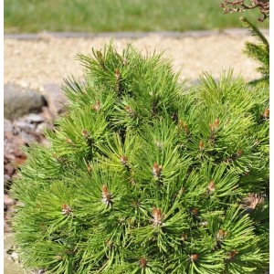 Kompakte Hakenkiefer Nana (Pinus uncinata) im Garten, Zwergkiefer mit grünen Nadeln.