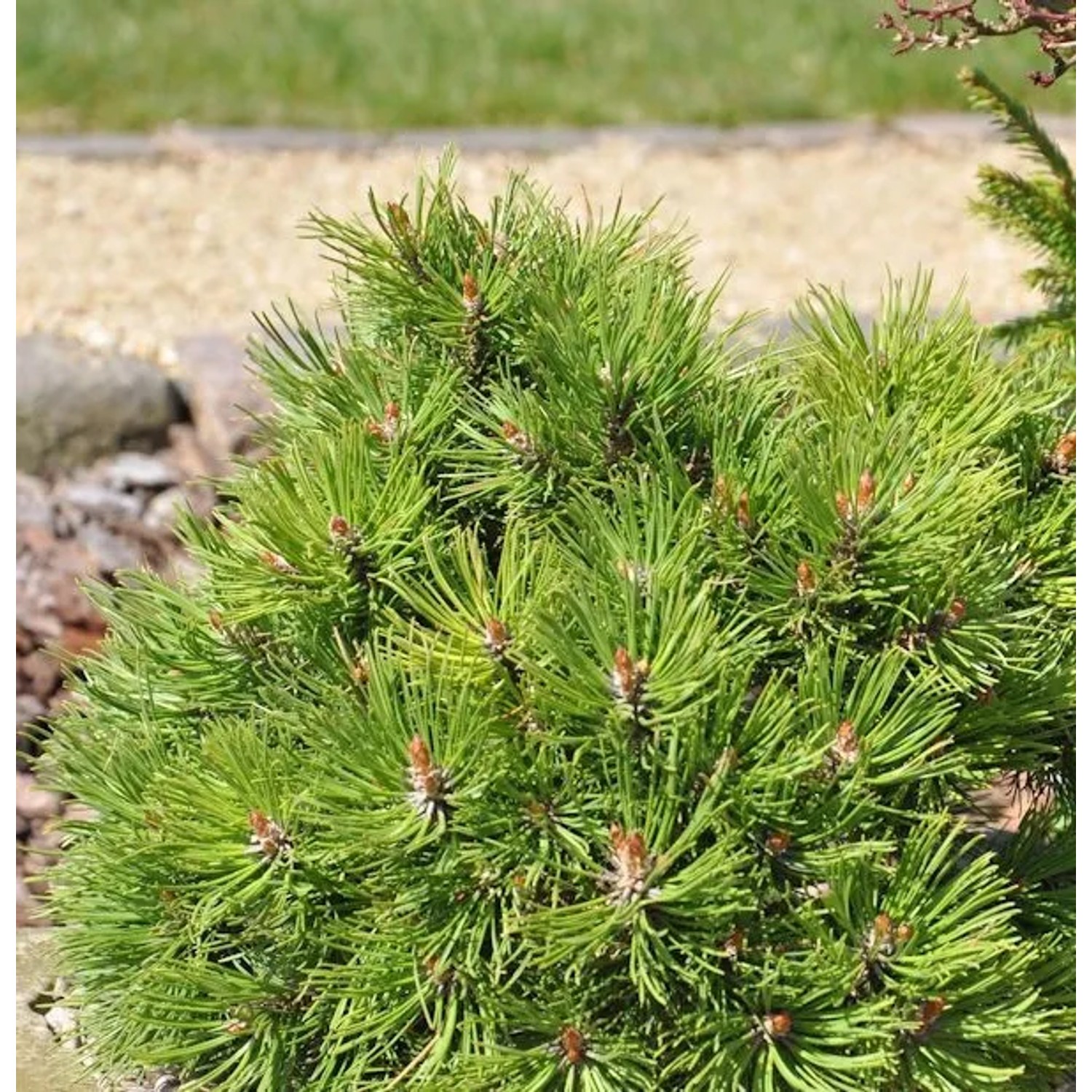 Hakenkiefer Nana 20-25cm - Pinus uncinata